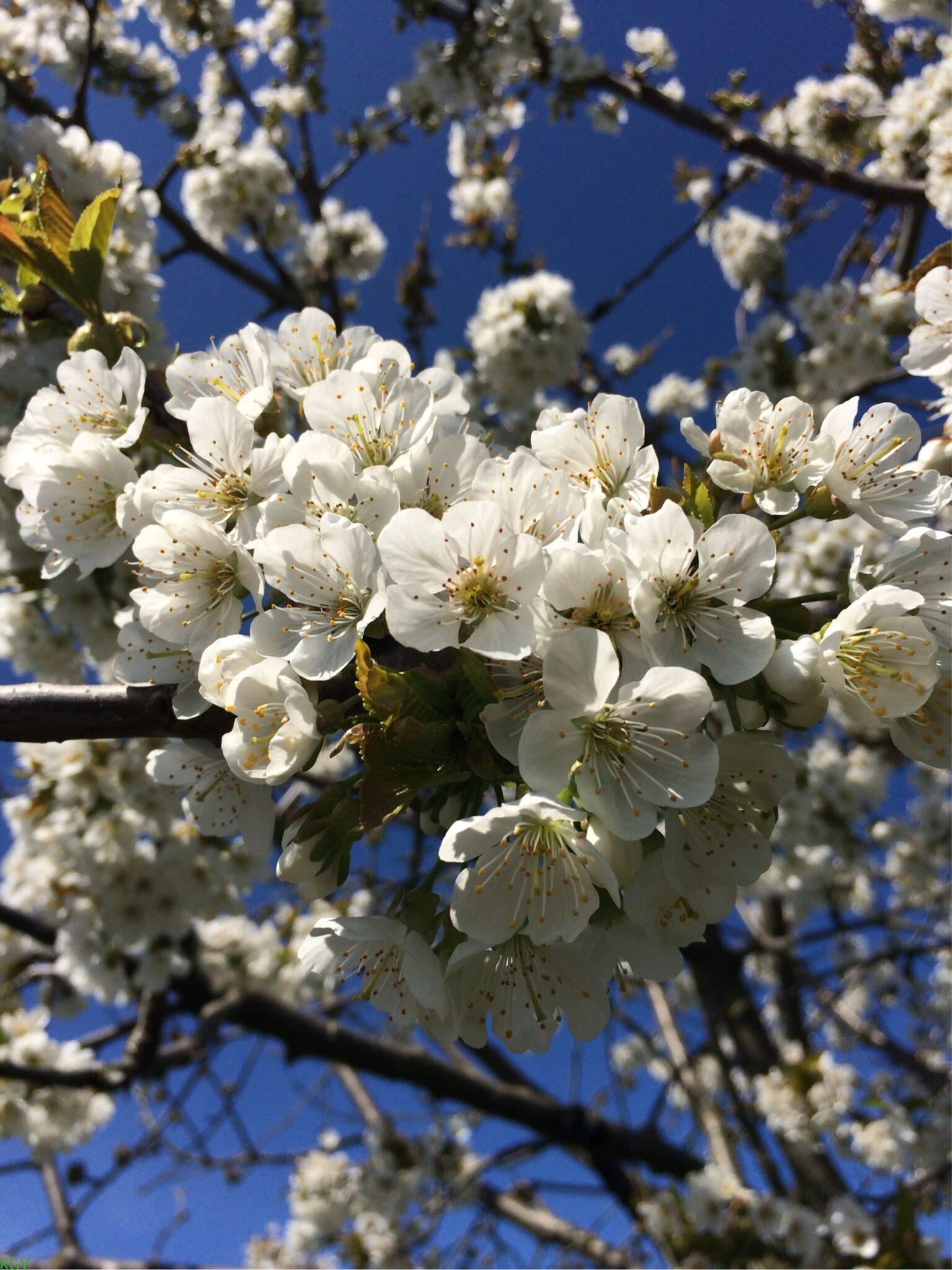 Frühlingsblüte im Kleingartenverein