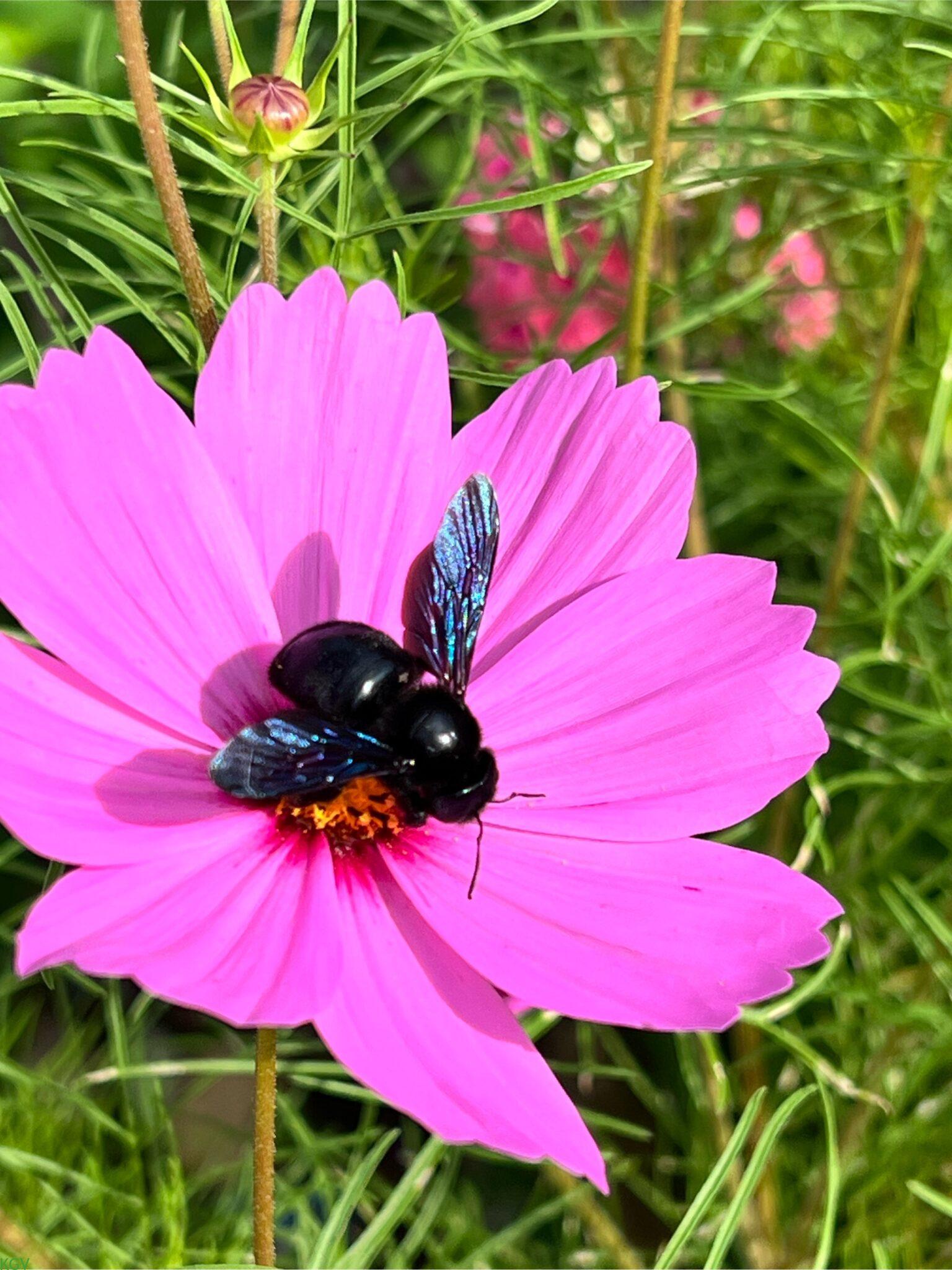 Blüte mit Biene – Impression aus dem Vereinsleben
