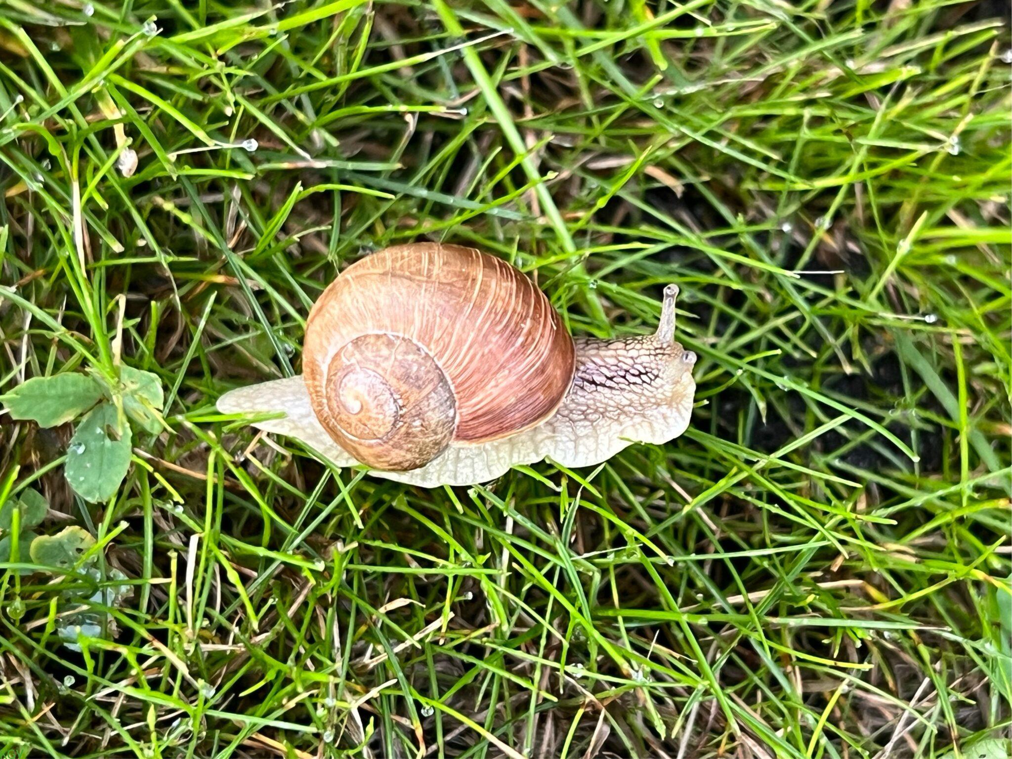 Schnecke im Gras