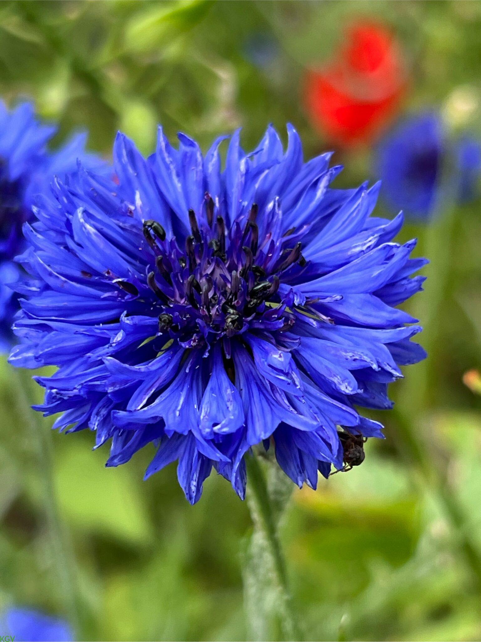 Kornblume
