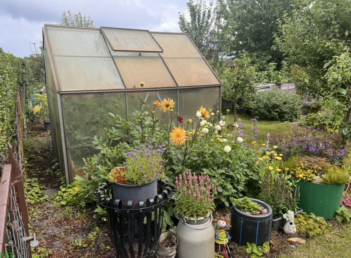 Gewächshaus, davor Dahlien und Kübelpflanzen