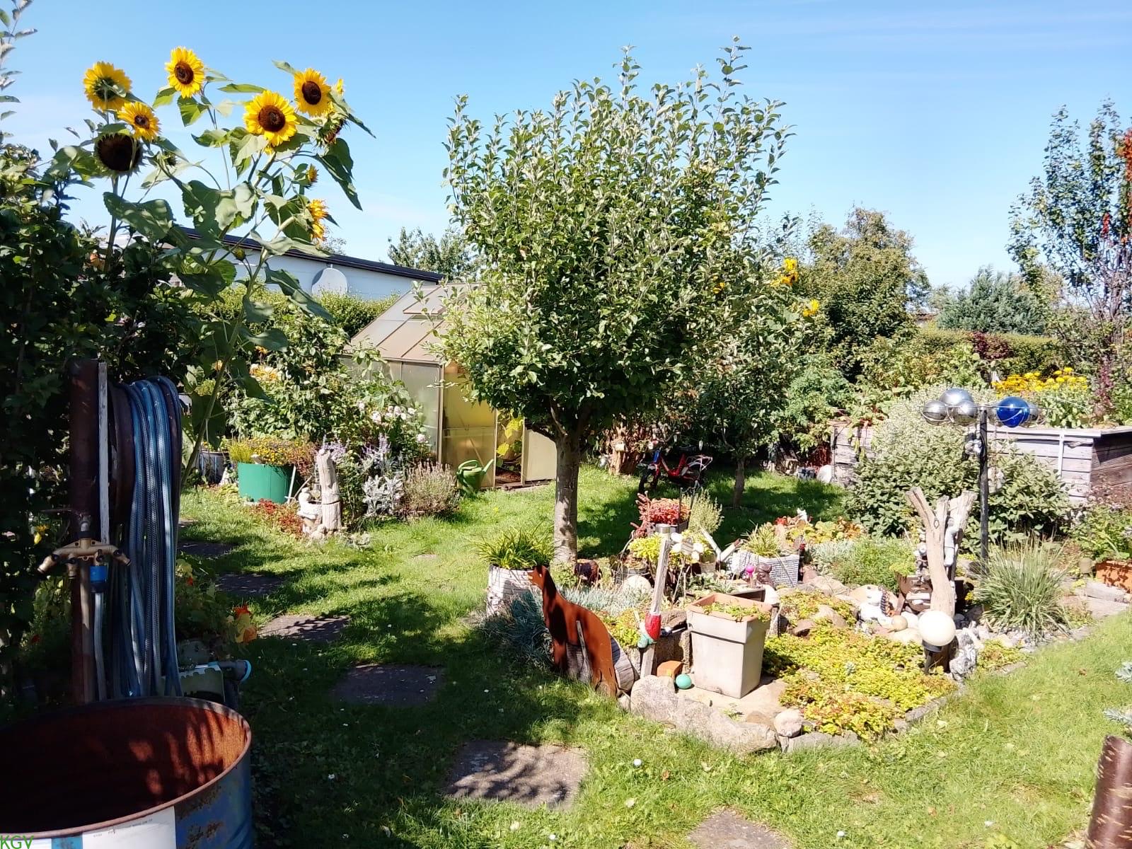 Sonnenblumen und Obstbäume, Gewächshaus im Hintergrund
