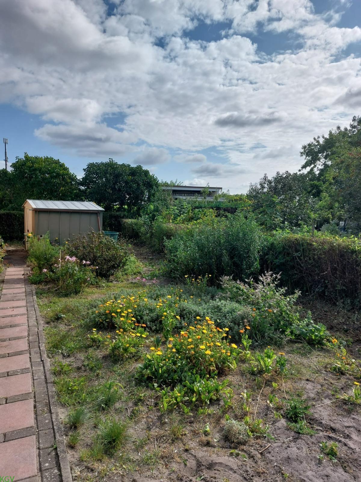 Nutzgartenbereich mit Ringelblumen und Geräteschuppen